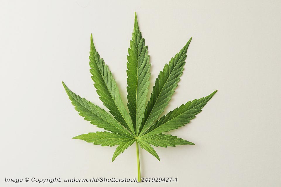 Green Fresh Marijuana Leaf with Seven Tips - Photo: © Copyright: underworld/Shutterstock