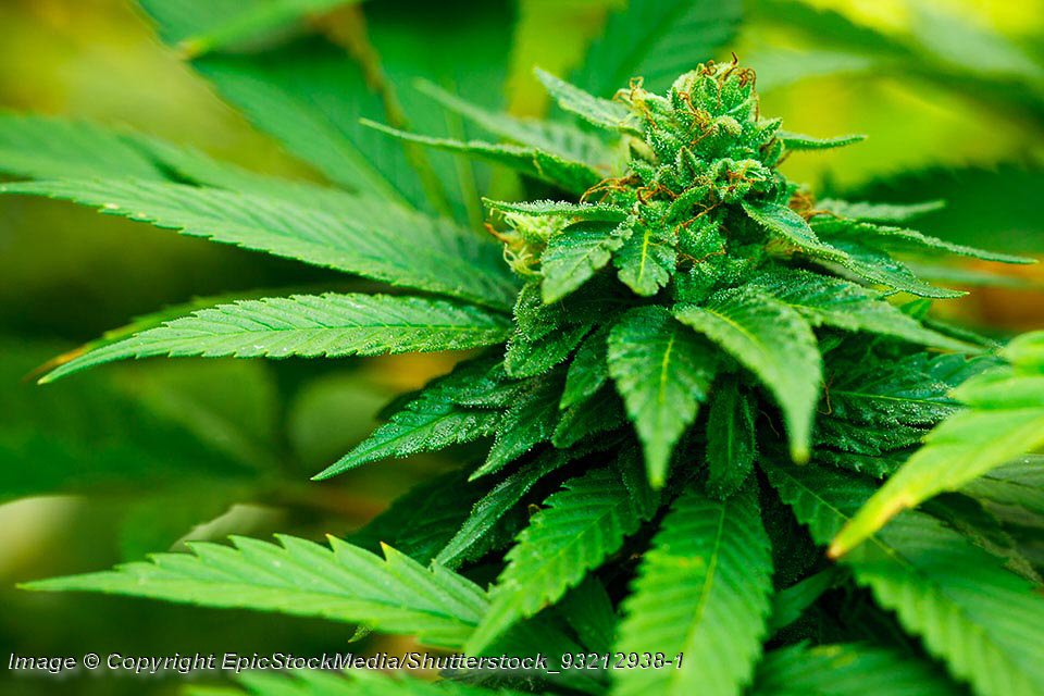 Medical Marijuana Plant - Photo - © Copyright EpicStockMedia/Shutterstock