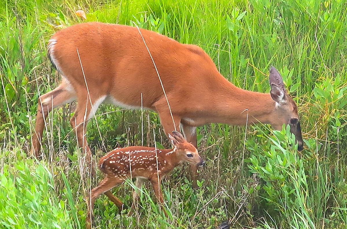 Dave Nelson-Ocien View - Deer and Fawn Grazing at the Indian River Bay Salt Marsh