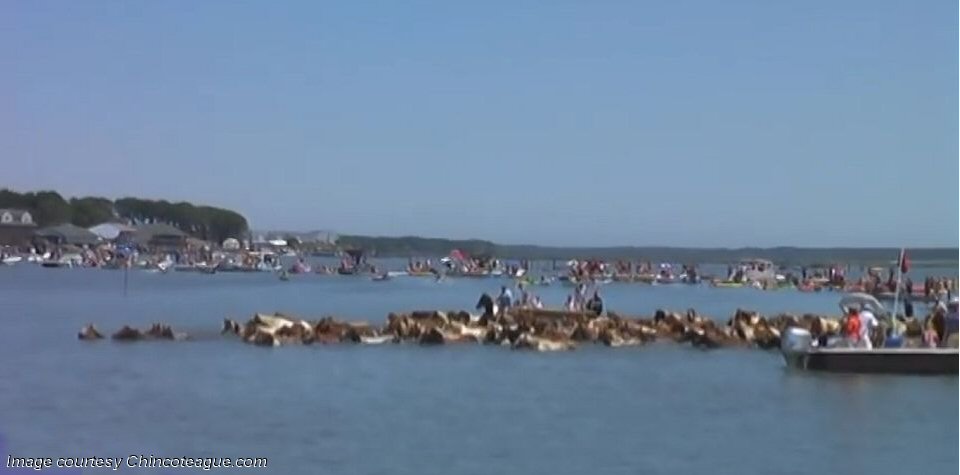 Pony swim at slack tide – 8:30-10:30am – WGMD