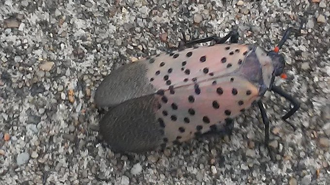 Spotted Lanternfly (photo: WGMD's Mark Fowser)