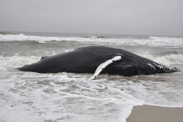 Photo courtesy of Assateague Island National Seashore
