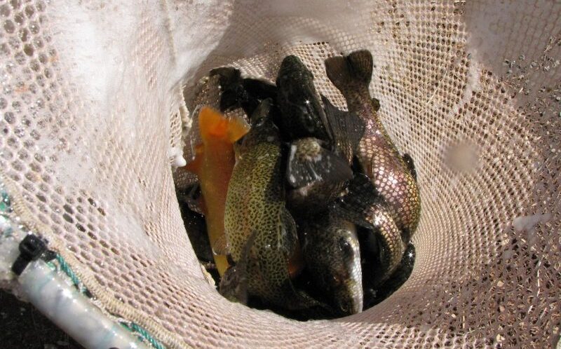 rout being stocked last year for the 2020 downstate pond trout season. Only Newton Pond near Greenwood will have trout stocked this year. Photo courtesy DNREC