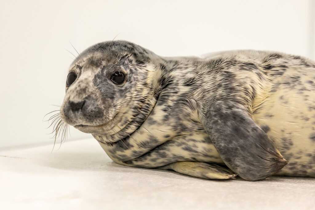 Eloise | Grey Seal | February 16, 2021 “Courtesy of the National Aquarium Photographer Theresa Keil.”