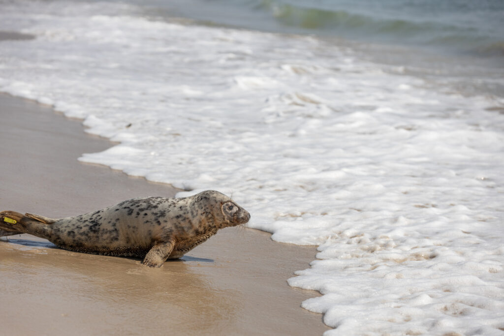 Rehabbed seal Eloise is released in Assateague State Park | April 7, 2021 Courtesy of Theresa Keil, National Aquarium.”