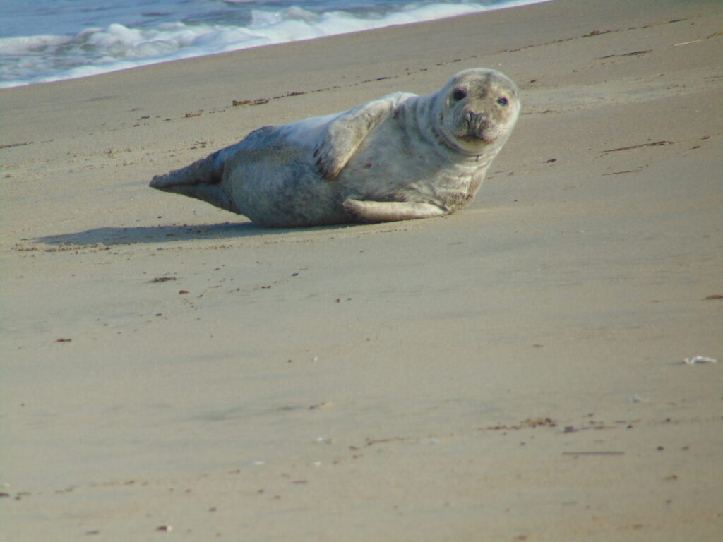 A male seal pup was rescued April 19th in the area of Gordon's Pond (photo courtesy of MERR Institute)