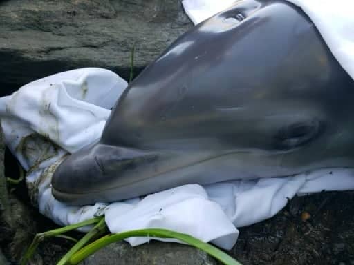 Photo courtesy of New Castle City Police