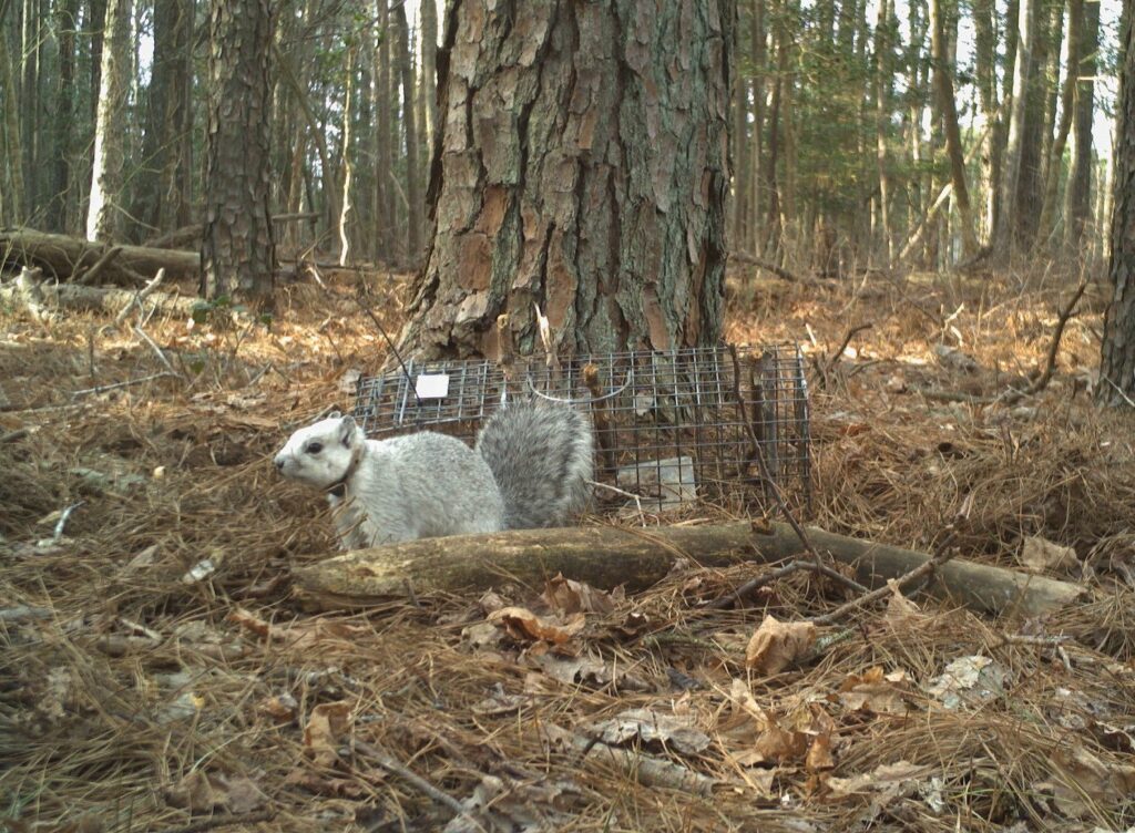 Delmarva Fox Squirrels are moving into new habitat in Sussex County to bolster the species’ numbers in Delaware (photo courtesy of Delaware Department of Natural Resources)
