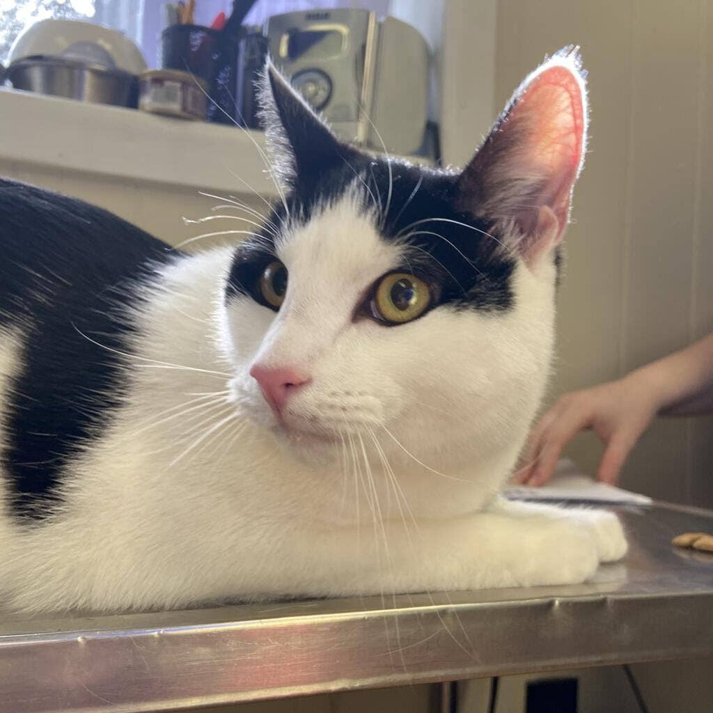 "Moo" is available for adoption at Delaware SPCA