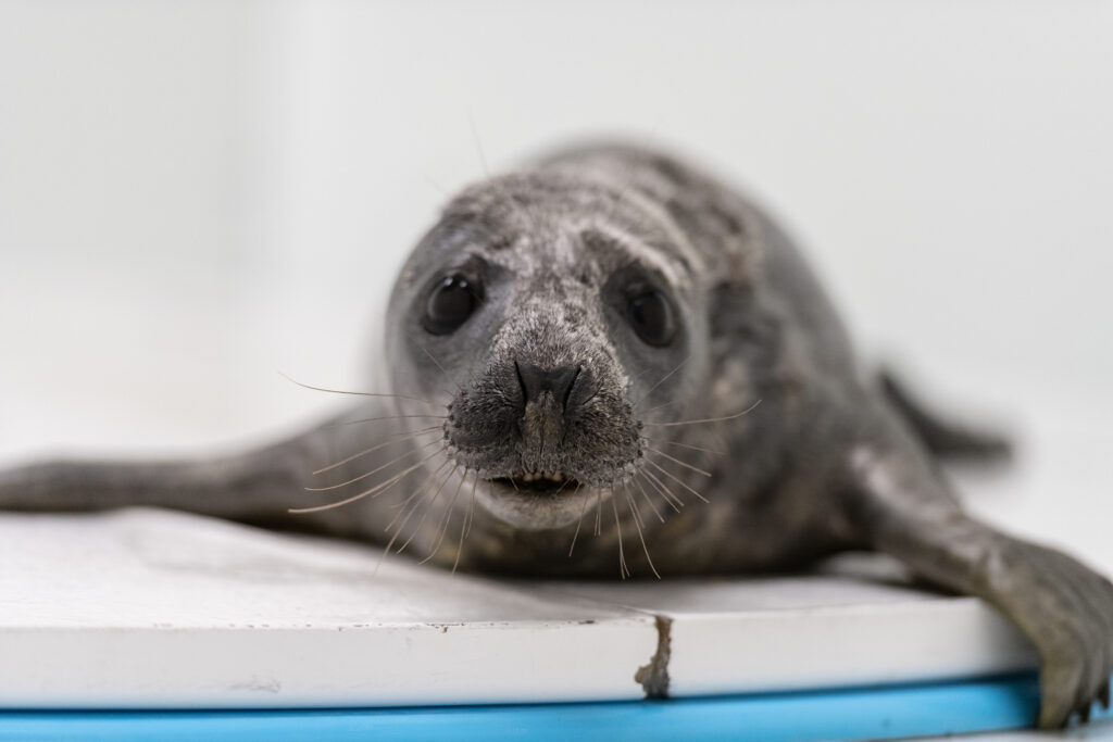 Grey seal Louis Armstrong in rehab at the Animal Care and Rescue Center | March 3, 2022 (Philip Smith, National Aquarium)