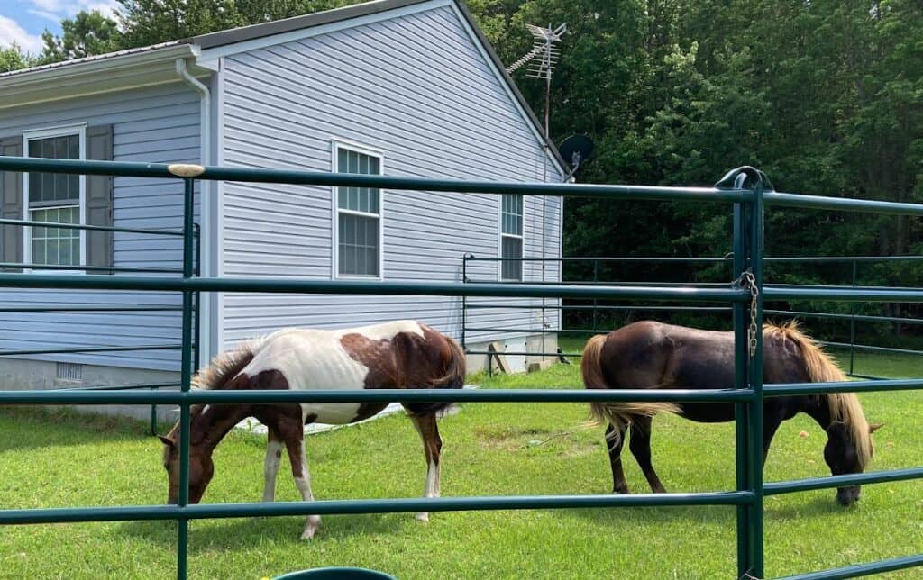 NPS Photo: Two horses grazing within a temporary corral.