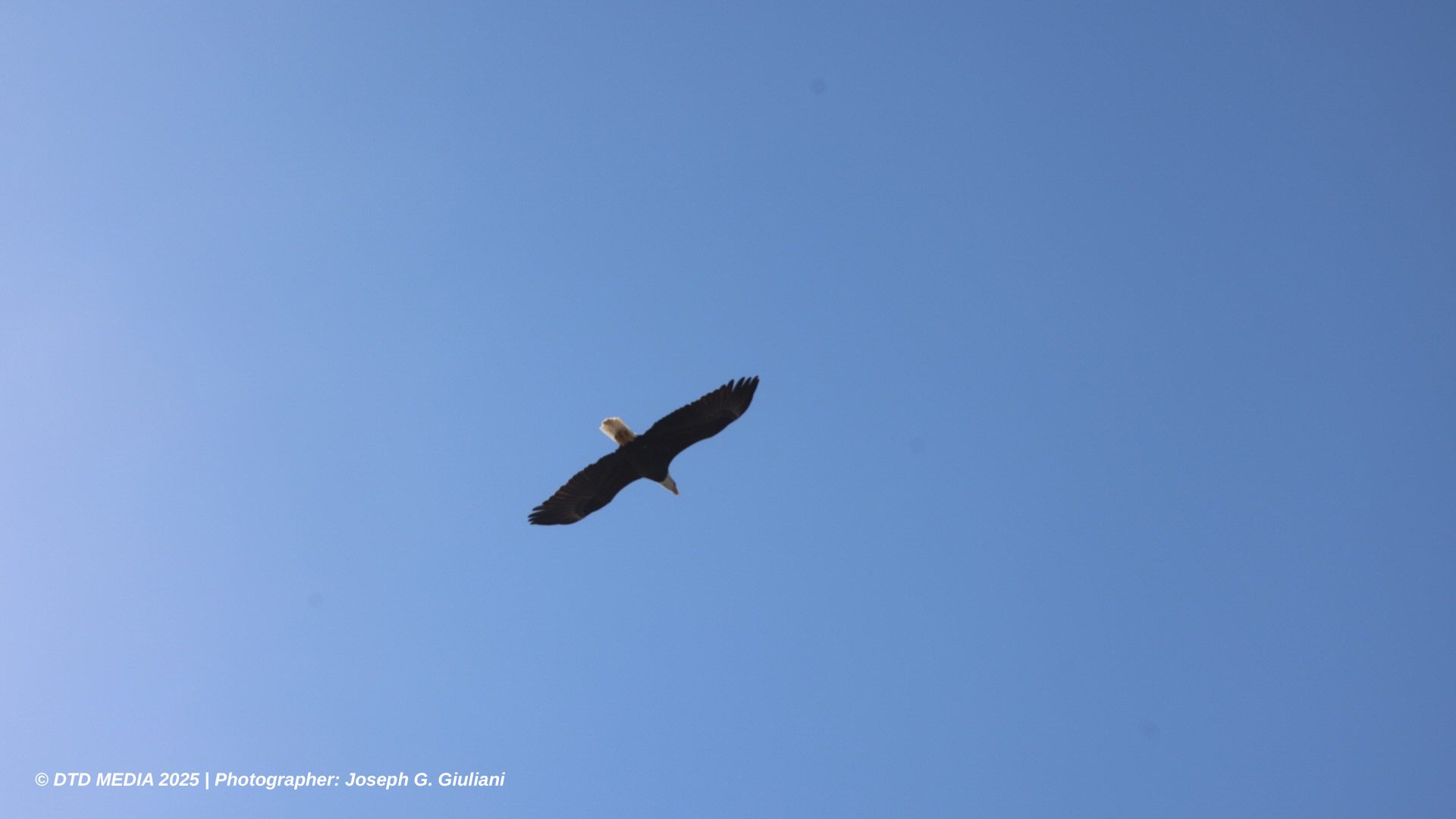 Wings-and-wheels-photo-2025