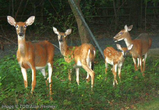 DNREC to Hold Community Meeting on Chronic Wasting Disease on May 13 in Laurel