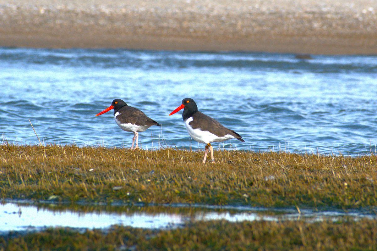 Delmarva Photo of the Week
