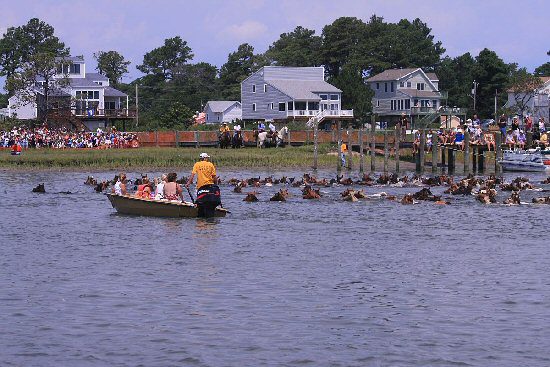 Archive photograph of Chincoteague ponies swimming across the channel as spectators watch from shore.