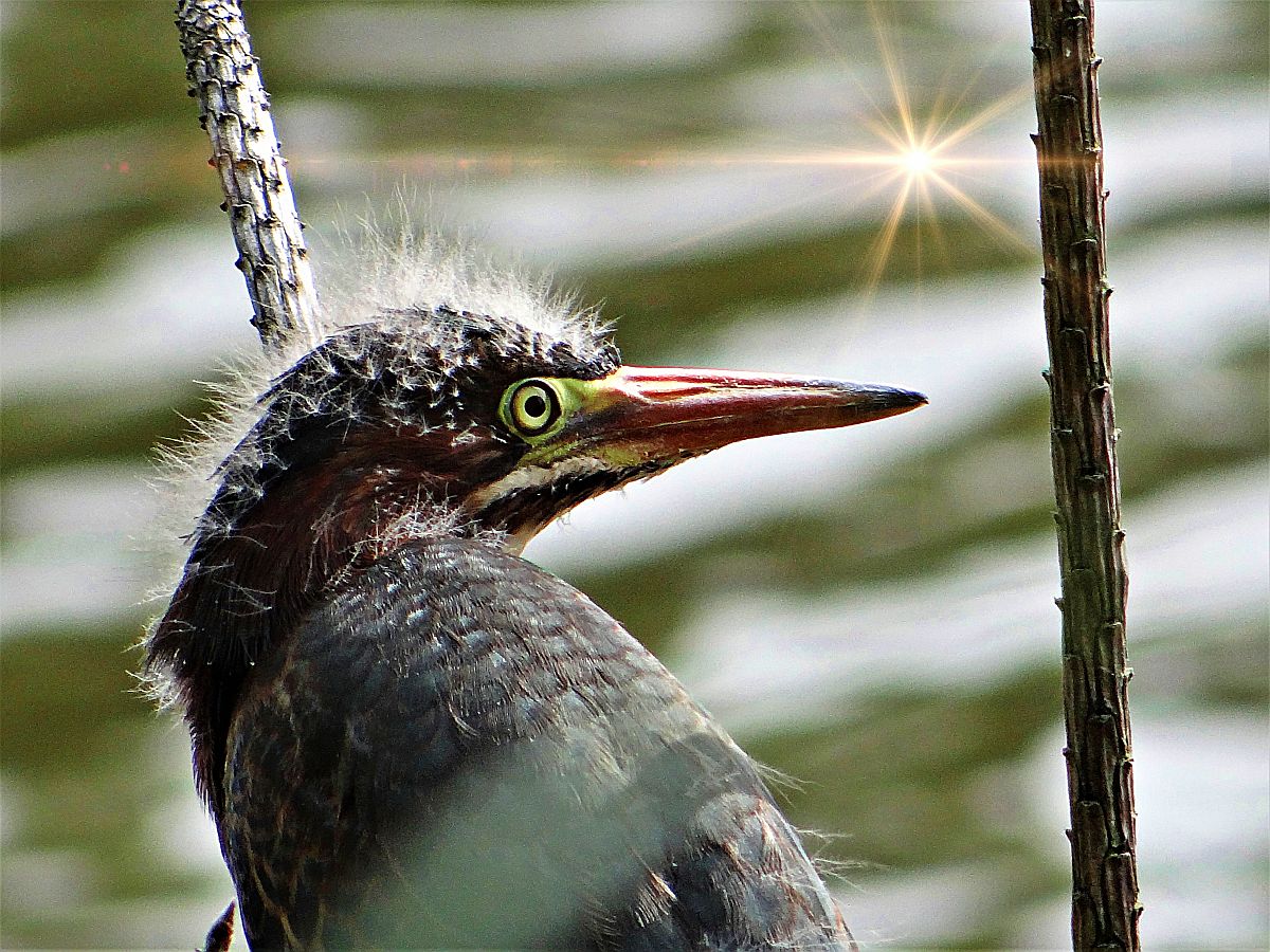 Close-up photograph of a baby green heron perched among reeds near Lewes.