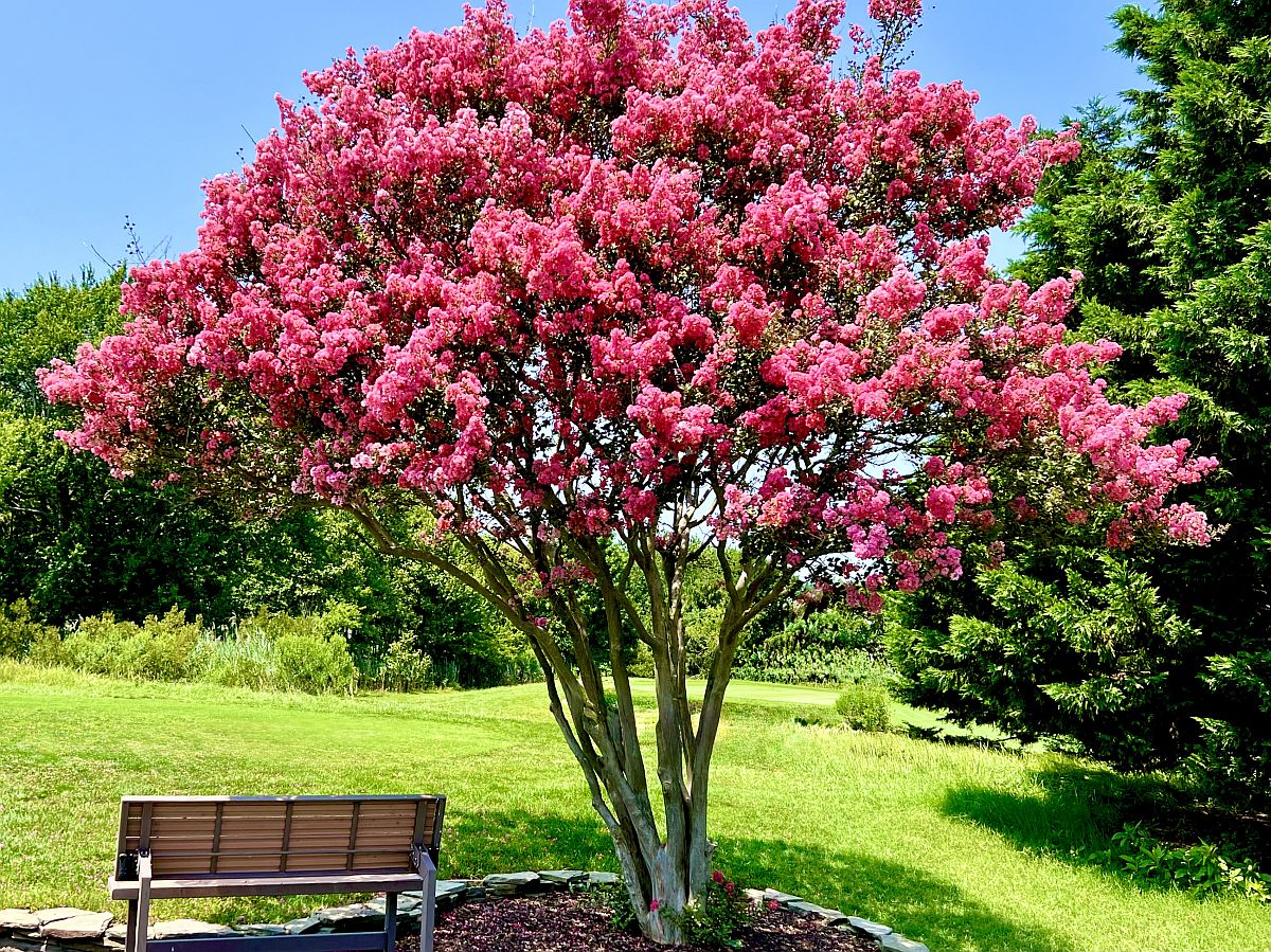 A flowering pink tree beside a bench on a golf course in Ocean View.
