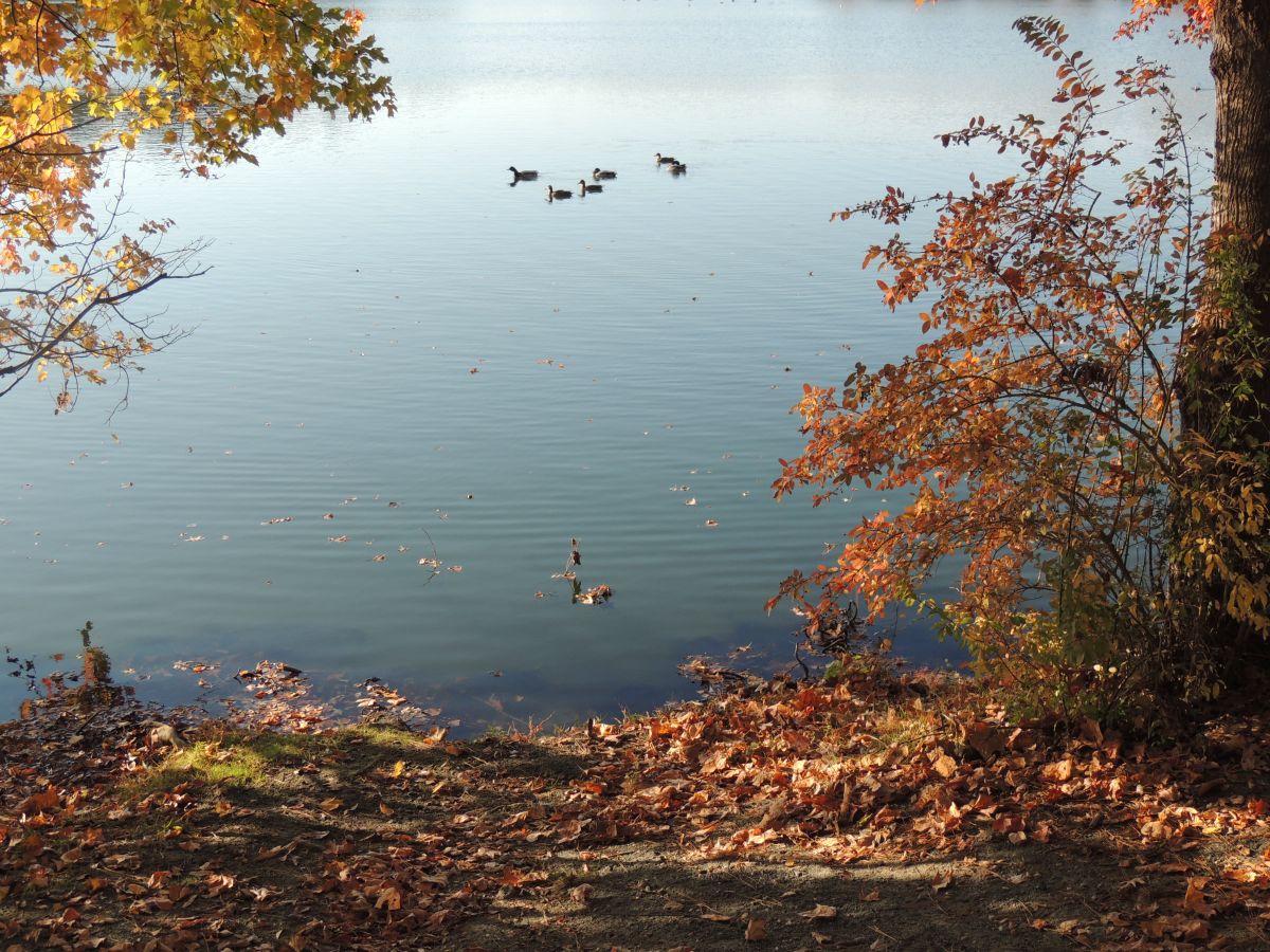 Ducks on South Gate Pond framed by autumn foliage.