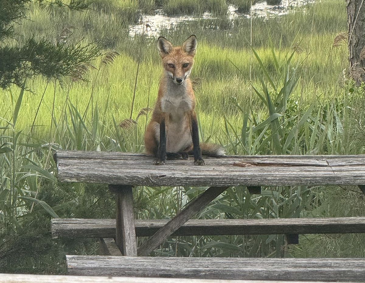A red fox sitting on a weathered picnic table in a marshy area near Rehoboth.