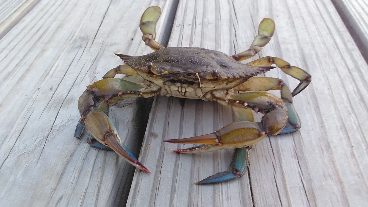 Crab at Shell Mill Landing near Bishopville photographed by Anthony Chmielewski