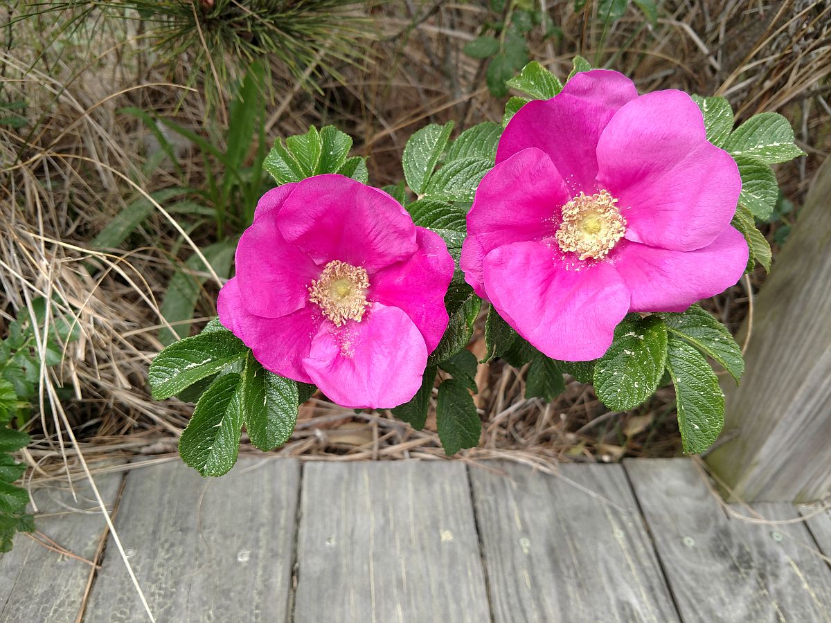 Beach roses in bloom along the sandy edge of the Bethany boardwalk.