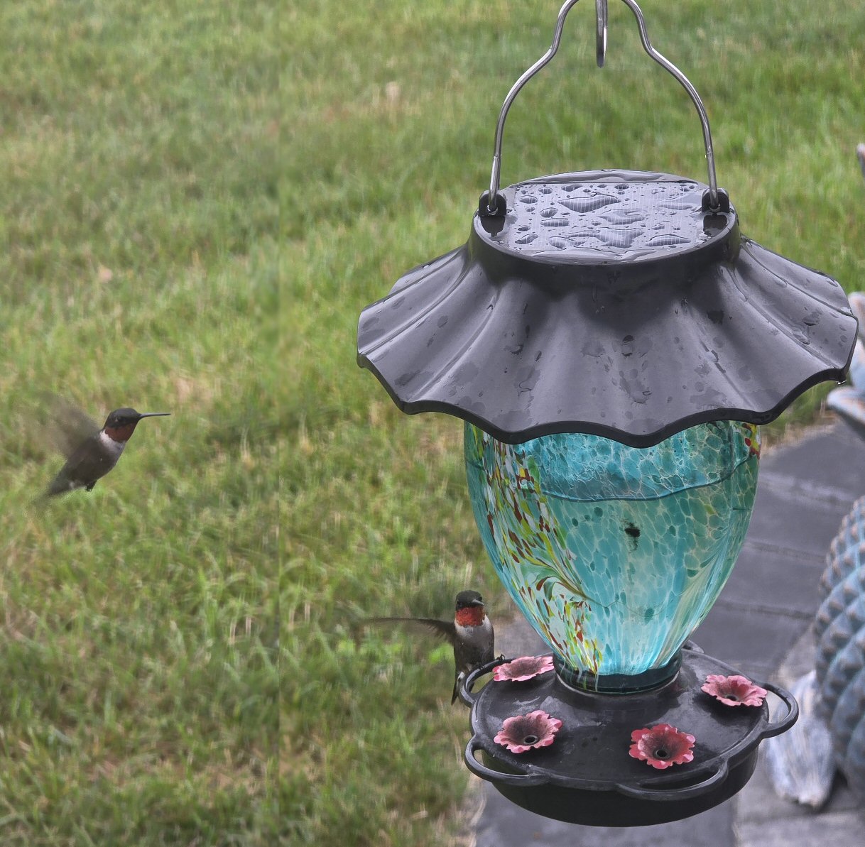 Hummingbird at breakfast photographed by Dawn Cheney of Frankford
