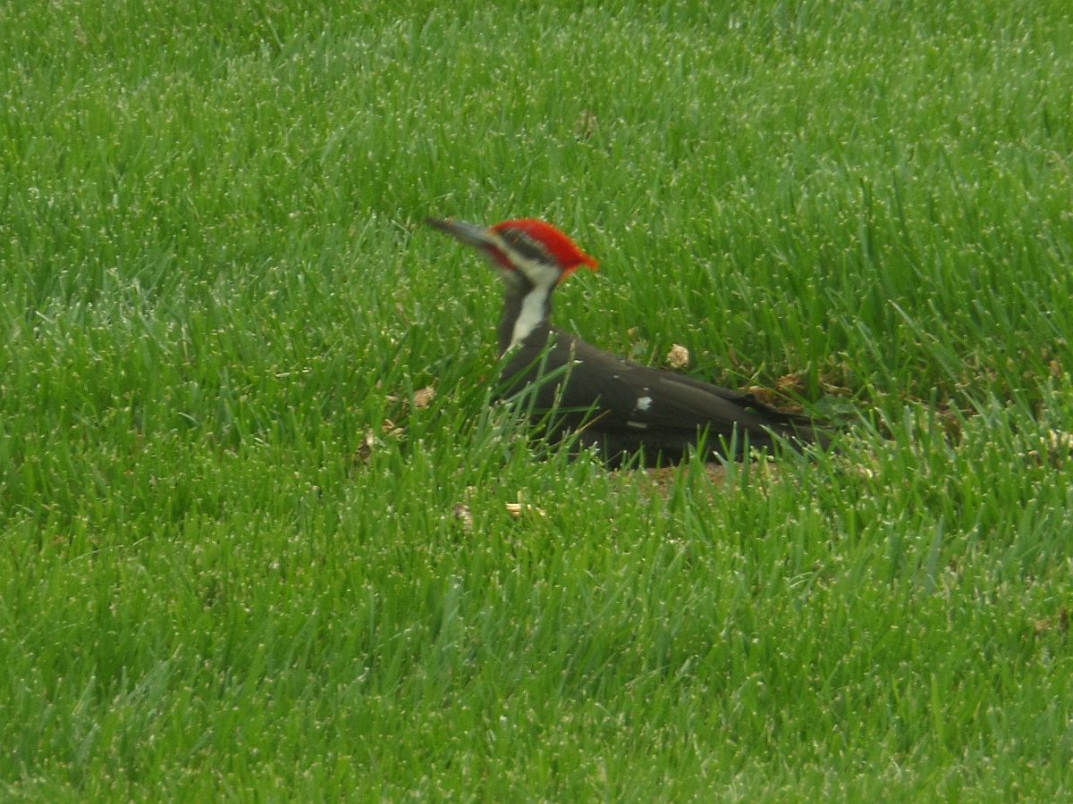 Woodpecker in a Milton yard photographed by Diana Kemler