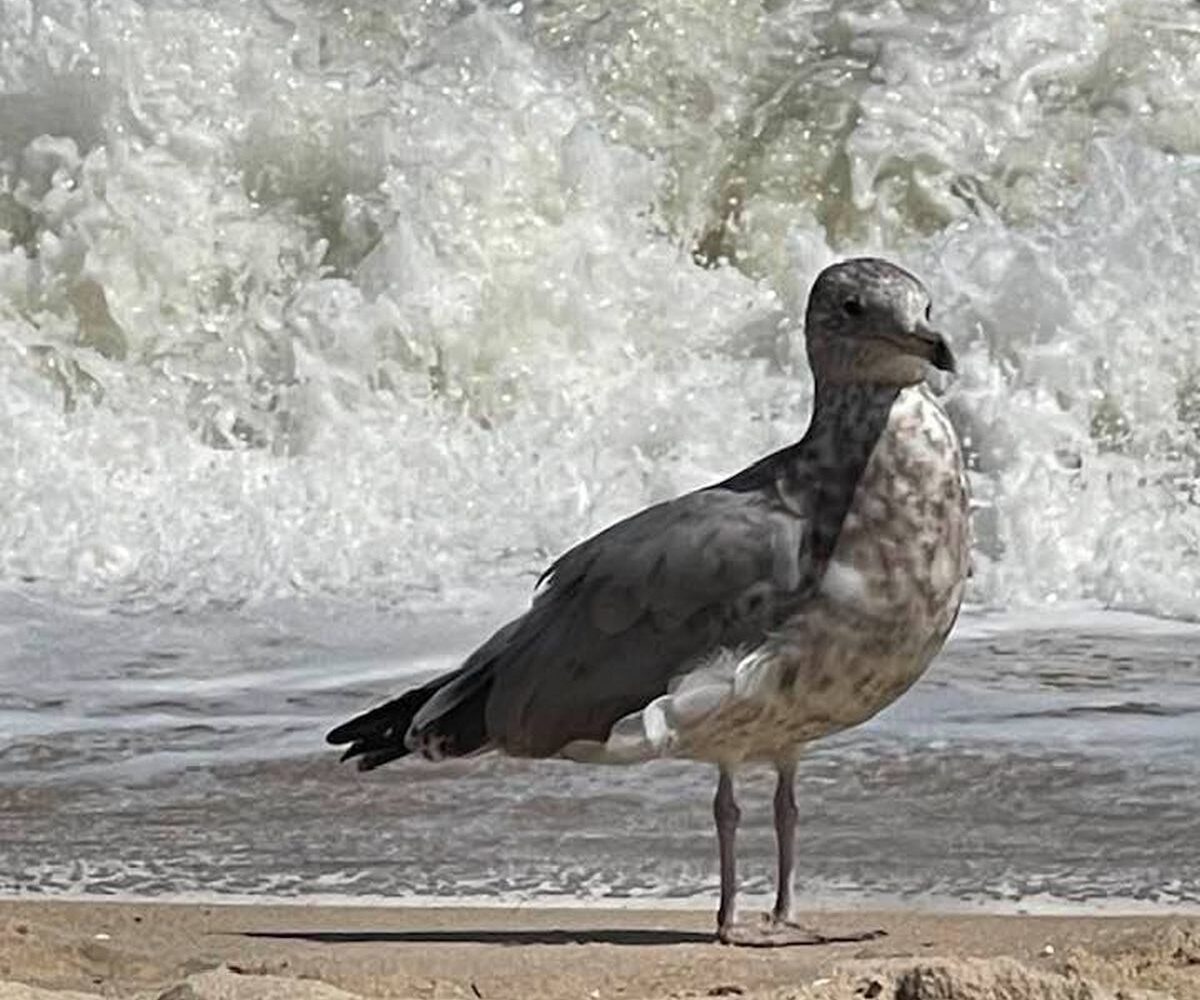 Friendly gull on Ocean City beach photographed by Holly Meyers of Las Vegas