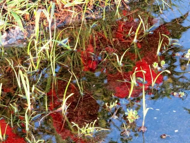 Flowers are reflected in a puddle in Ocean View.