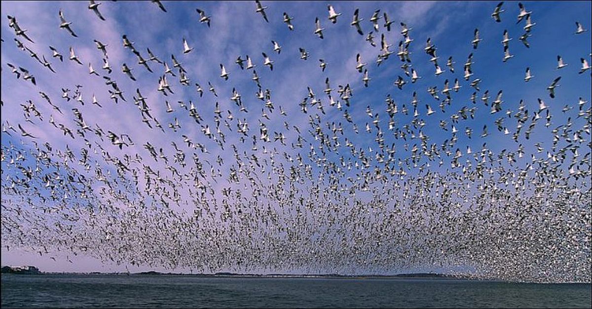 A large flock of snow geese fills the sky near Fenwick Island.