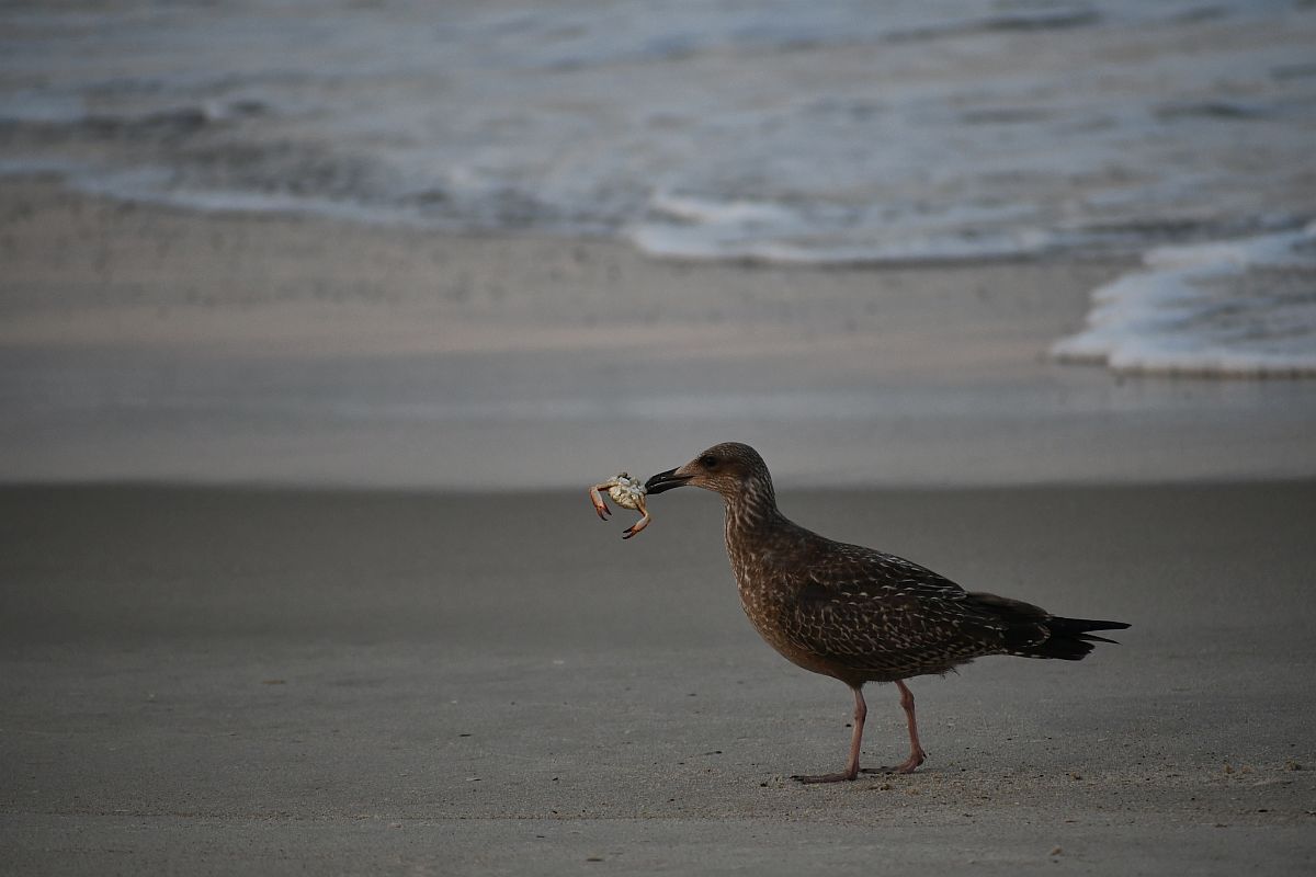 A gull holds a crab at Assateague National Seashore.