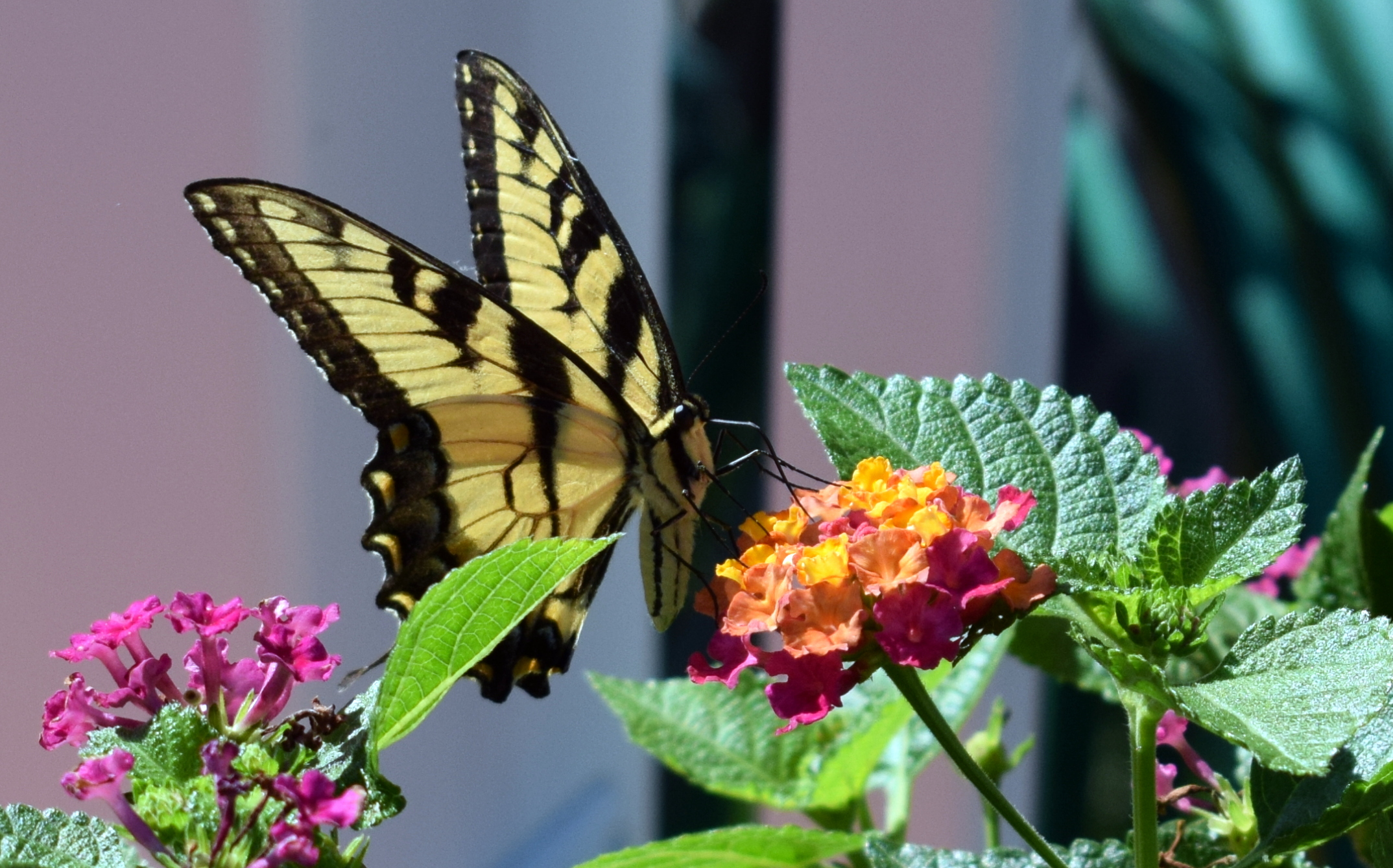 A butterfly rests among garden plants in Selbyville.