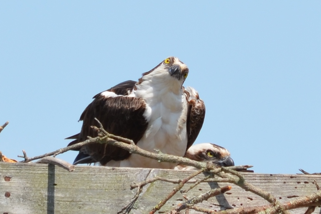Two ospreys sit together in a nest at Mount Vernon Harbor in Somerset County.