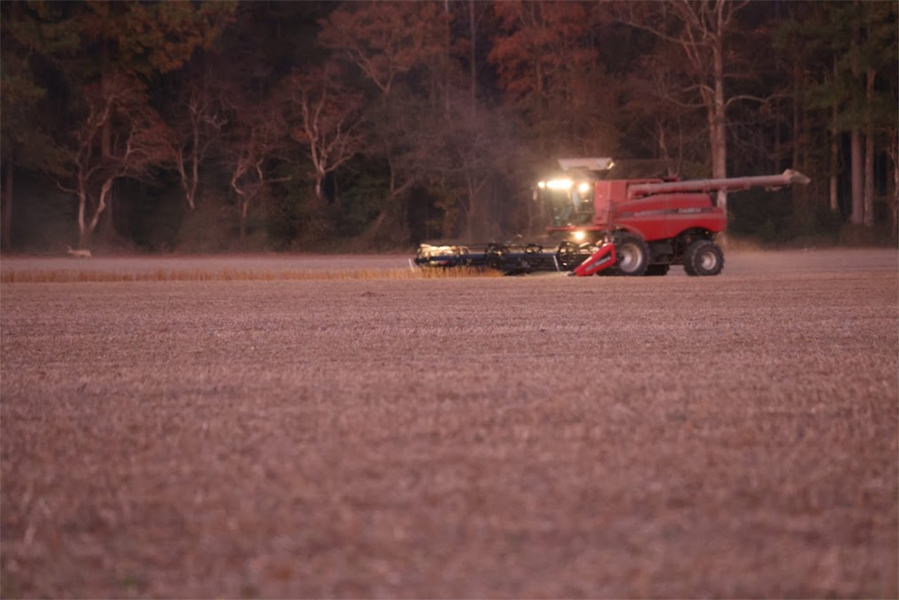 A combine works across a DELMARVA field in the evening.
