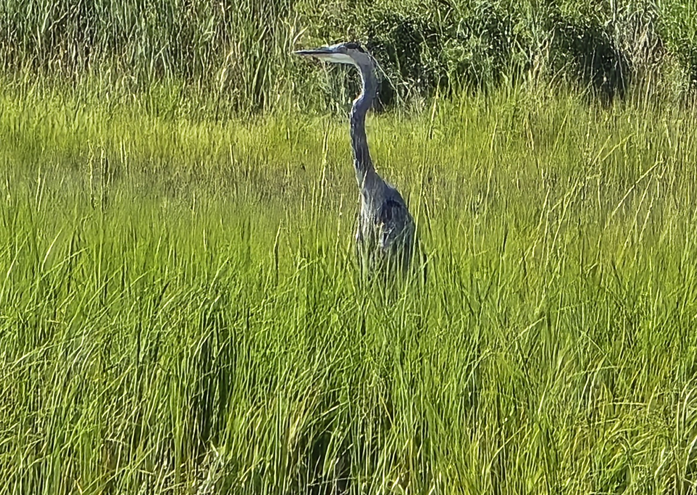 A blue heron hunting in the marshes at Lewes.