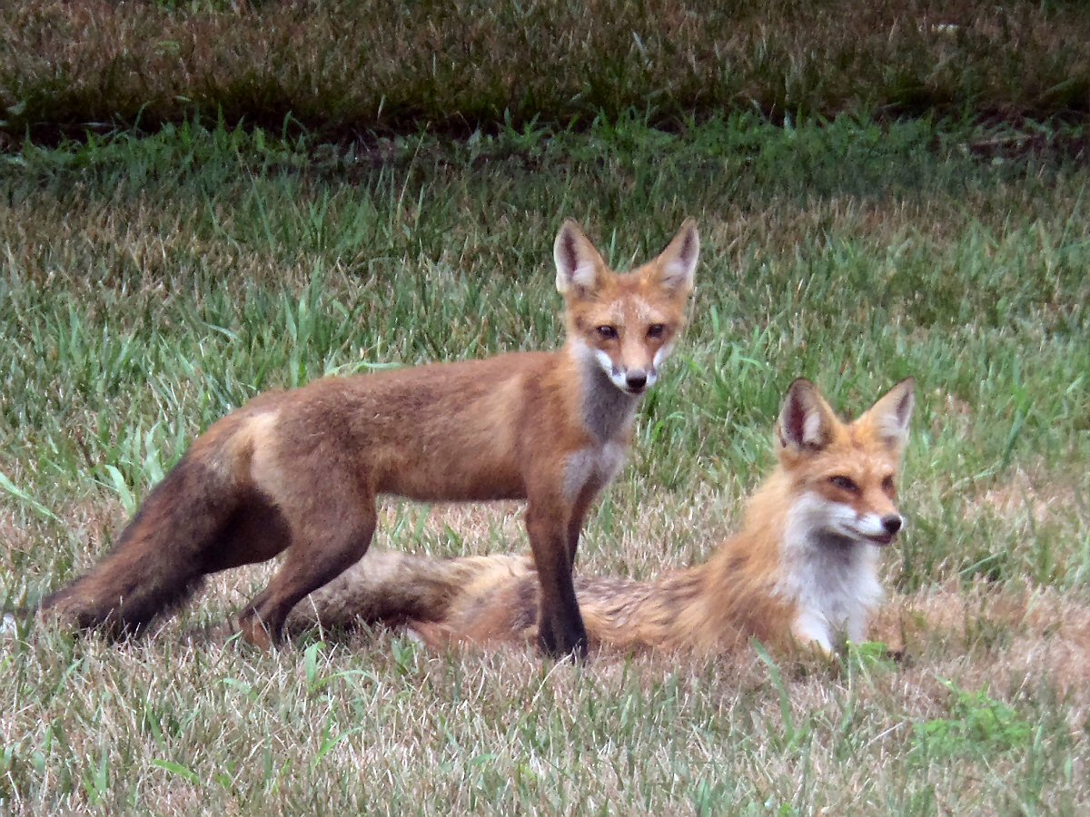Foxes in a Milton backyard after rain