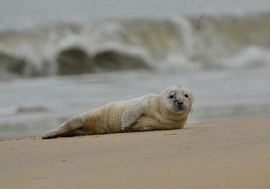 02-13-24 MERR Cape Henlopen seal rescue