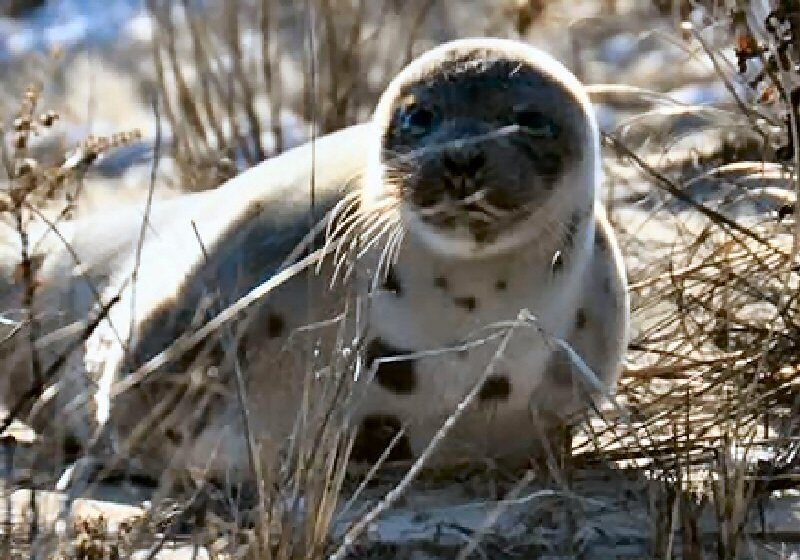 Image courtesy MERR Institute