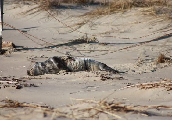 Image courtesy MERR Institute/Photo by volunteer Jackie