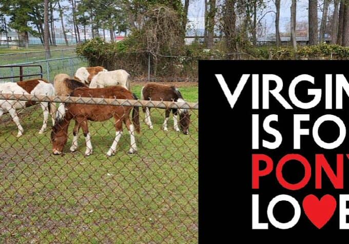 04-01-23 ChincoPony-VA State Pony