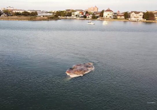 Image courtesy Fish in OC 