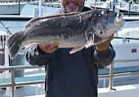 This 10.7lb and 27" tautog was caught using green crabs by Terry Siedel of Reading, PA.  He had the biggest fish of the day fishing the full day trip on the Capt. Bob II with Capt. Roger Meekins.