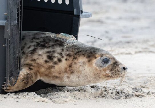 Image courtesy National Aquarium-Baltimore