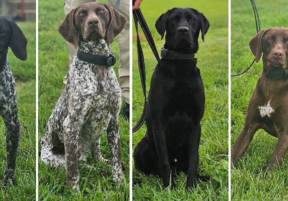 DOC K-9 detection dogs currently in training.   L-R:  K-9 Boone, K-9 Radar, K-9 Ricky, K-9 Rico and K-9 Gunner / Image courtesy DE DOC