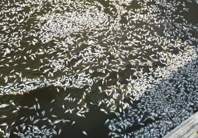 Image courtesy Center for Inland Bays