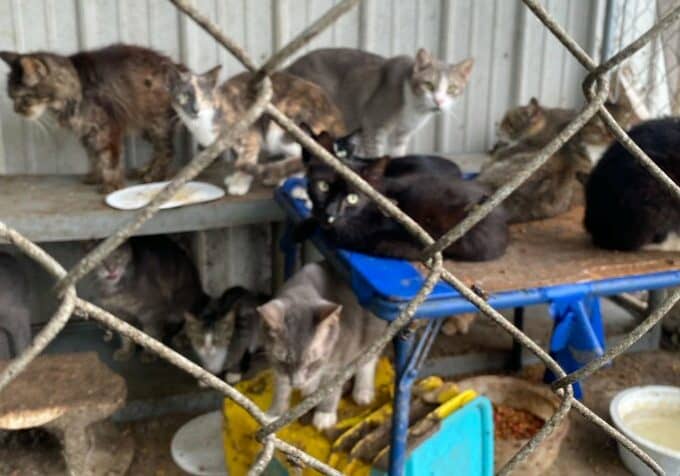 Image courtesy Brandywine Valley SPCA