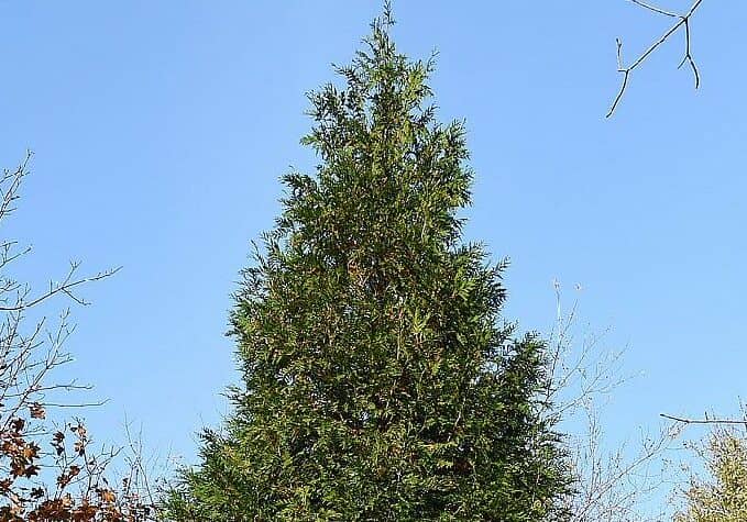 11-25-21 RehoTree TOP