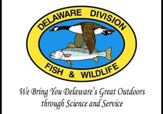 de division of fish and wildlife