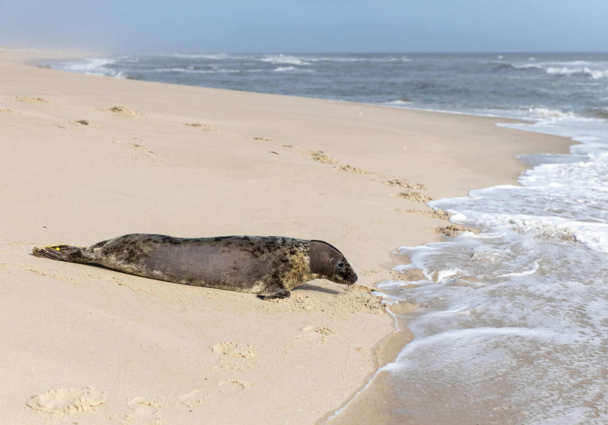 Seal Release | Pippi Longstocking | November 11, 2020