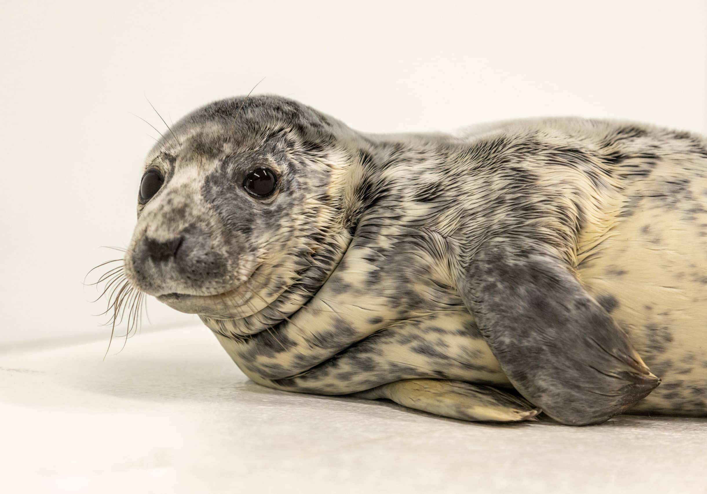 Eloise | Grey Seal | February 16, 2021 “Courtesy of the National Aquarium Photographer Theresa Keil.”